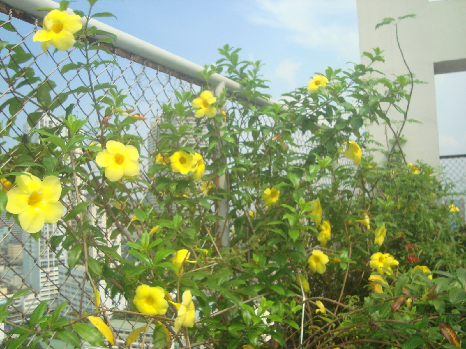 Sony Cyber-shot DSC-W110 sample photo