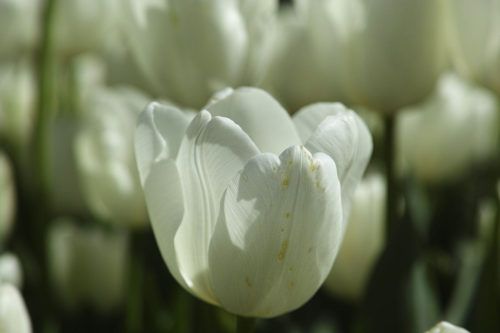 Sigma DP3 Merrill sample photo. Tulips, flower, flowers photography