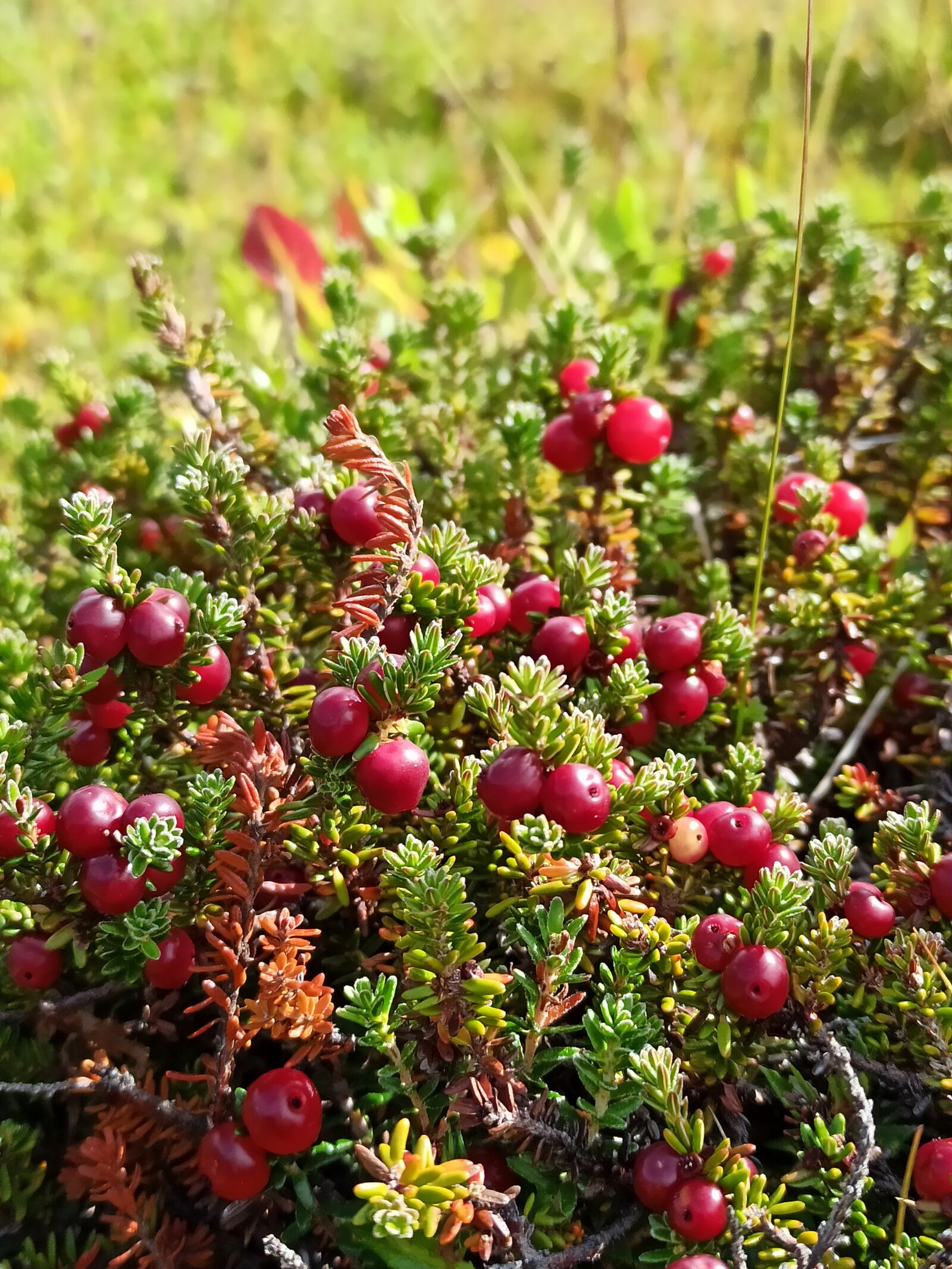 Xiaomi Redmi Note 8 Pro sample photo. Berries, berry, nature photography