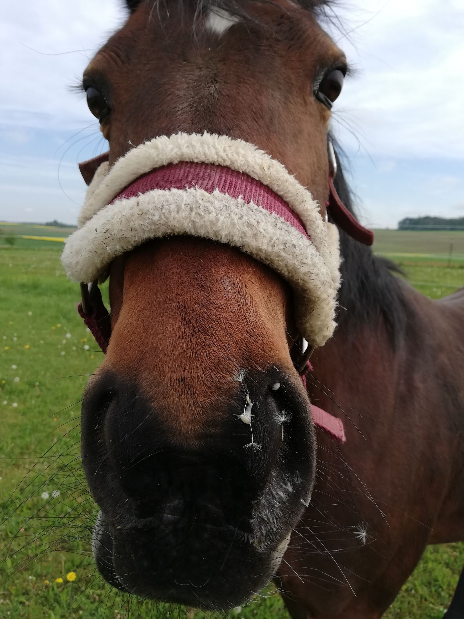 HUAWEI P20 lite sample photo. Horse, pony, pasture photography