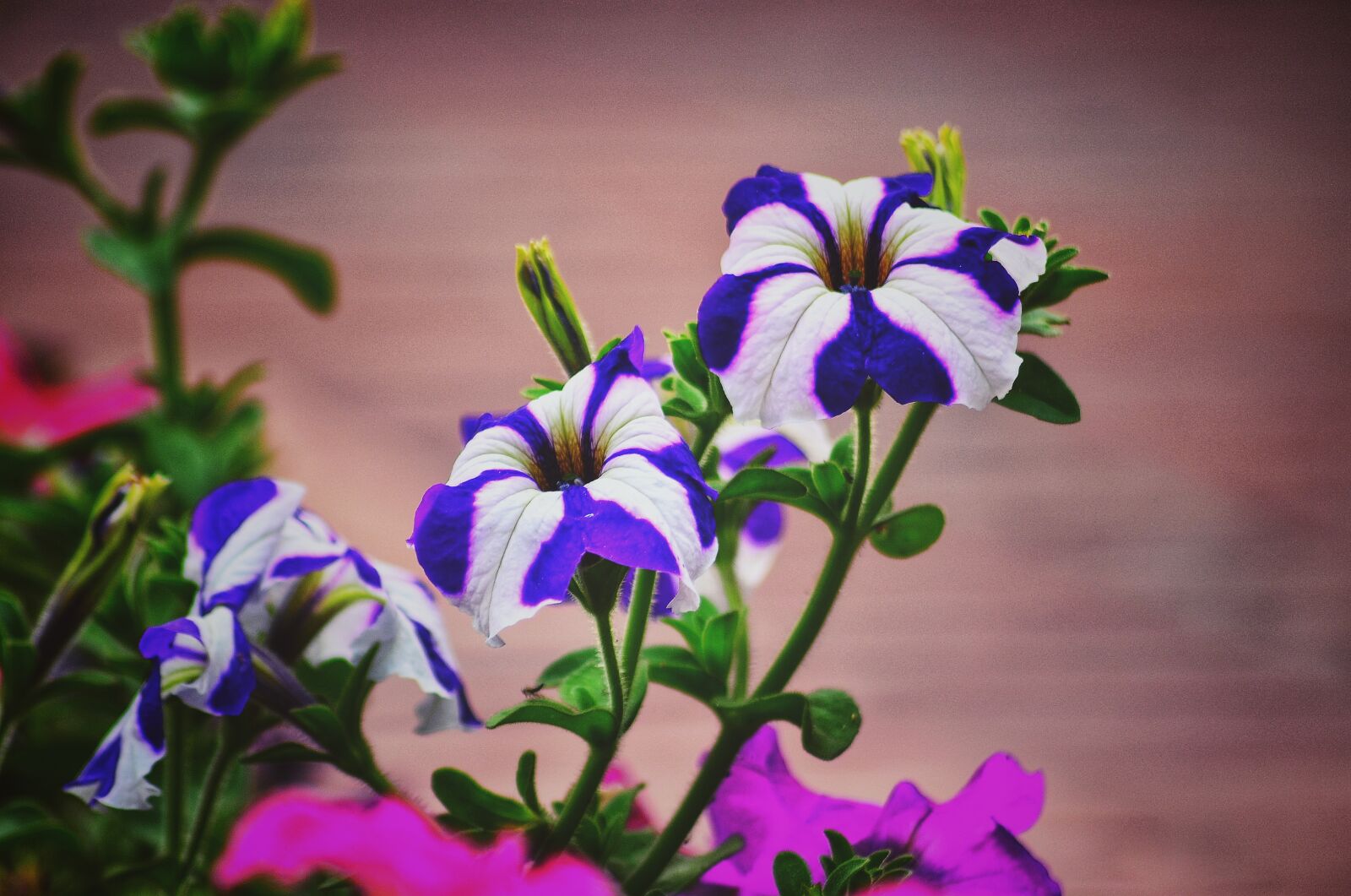 Nikon D5100 sample photo. Iris, showy flower, plant photography