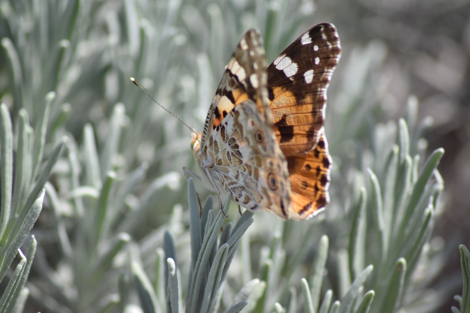 Nikon D3400 sample photo. Vanesse thistles beautiful lady photography