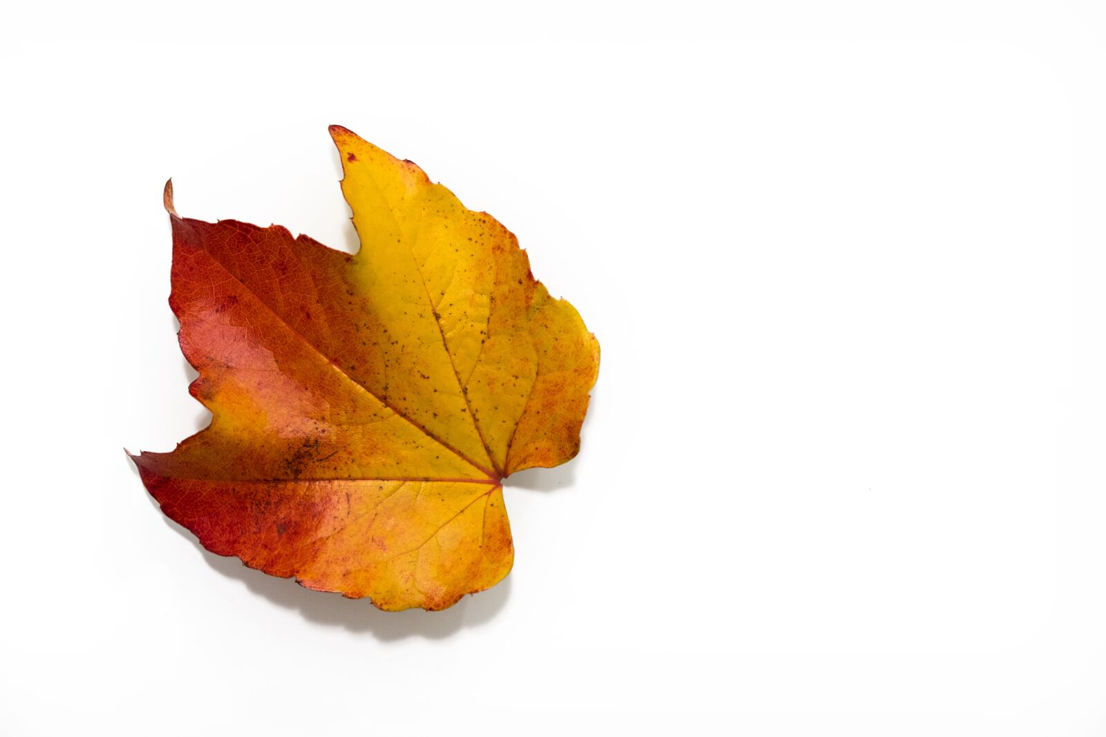 Fujifilm XF 18-55mm F2.8-4 R LM OIS sample photo. Autumn, leaves, colorful photography