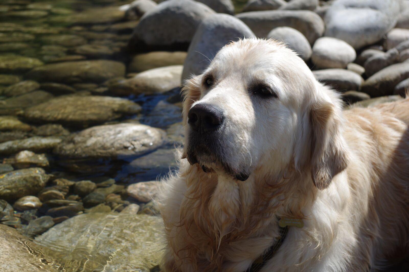 Pentax K-x sample photo. Dog, golden retriever, water photography