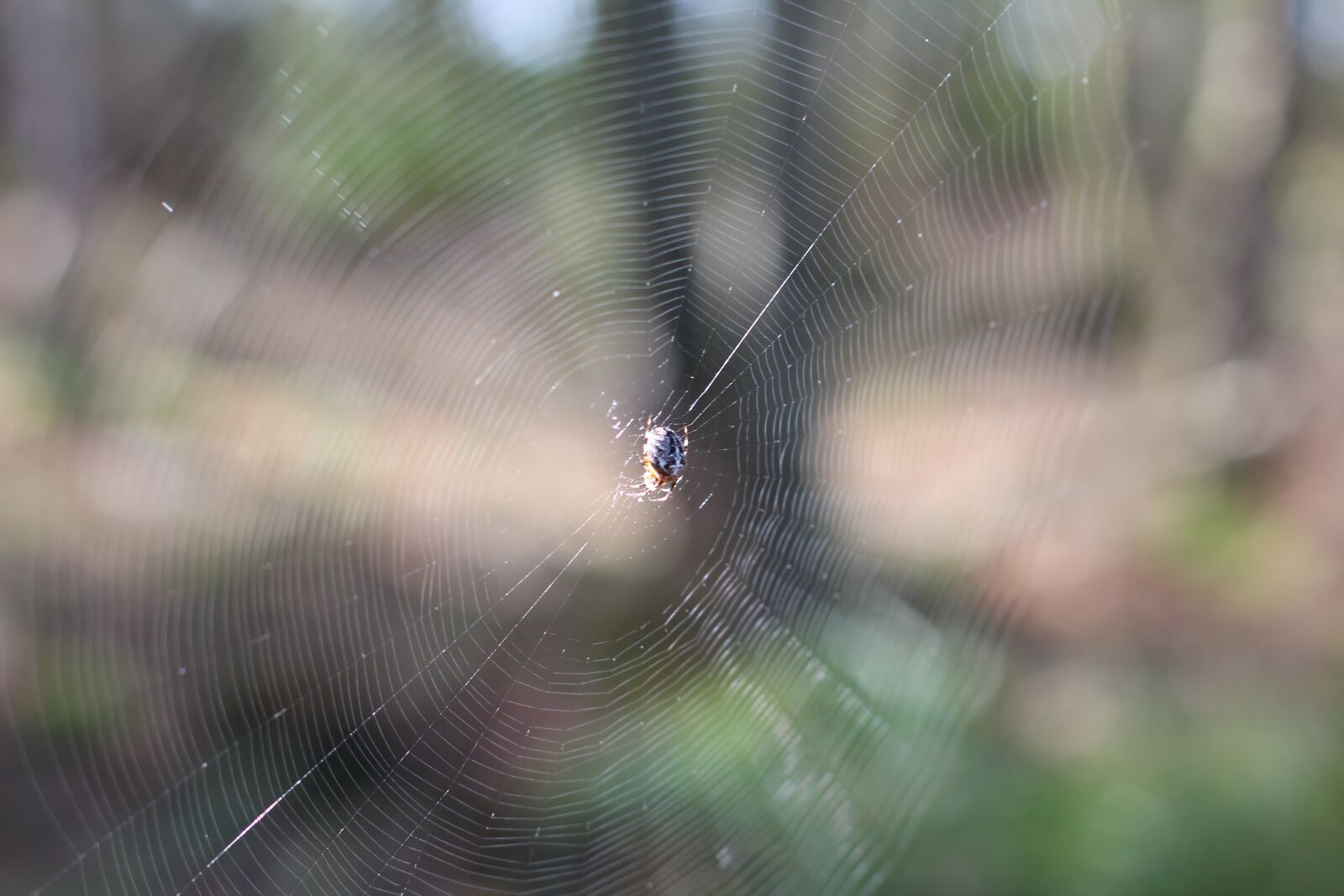 Canon EOS 600D (Rebel EOS T3i / EOS Kiss X5) + Canon EF 50mm F1.4 USM sample photo. Cobweb, spider, web photography
