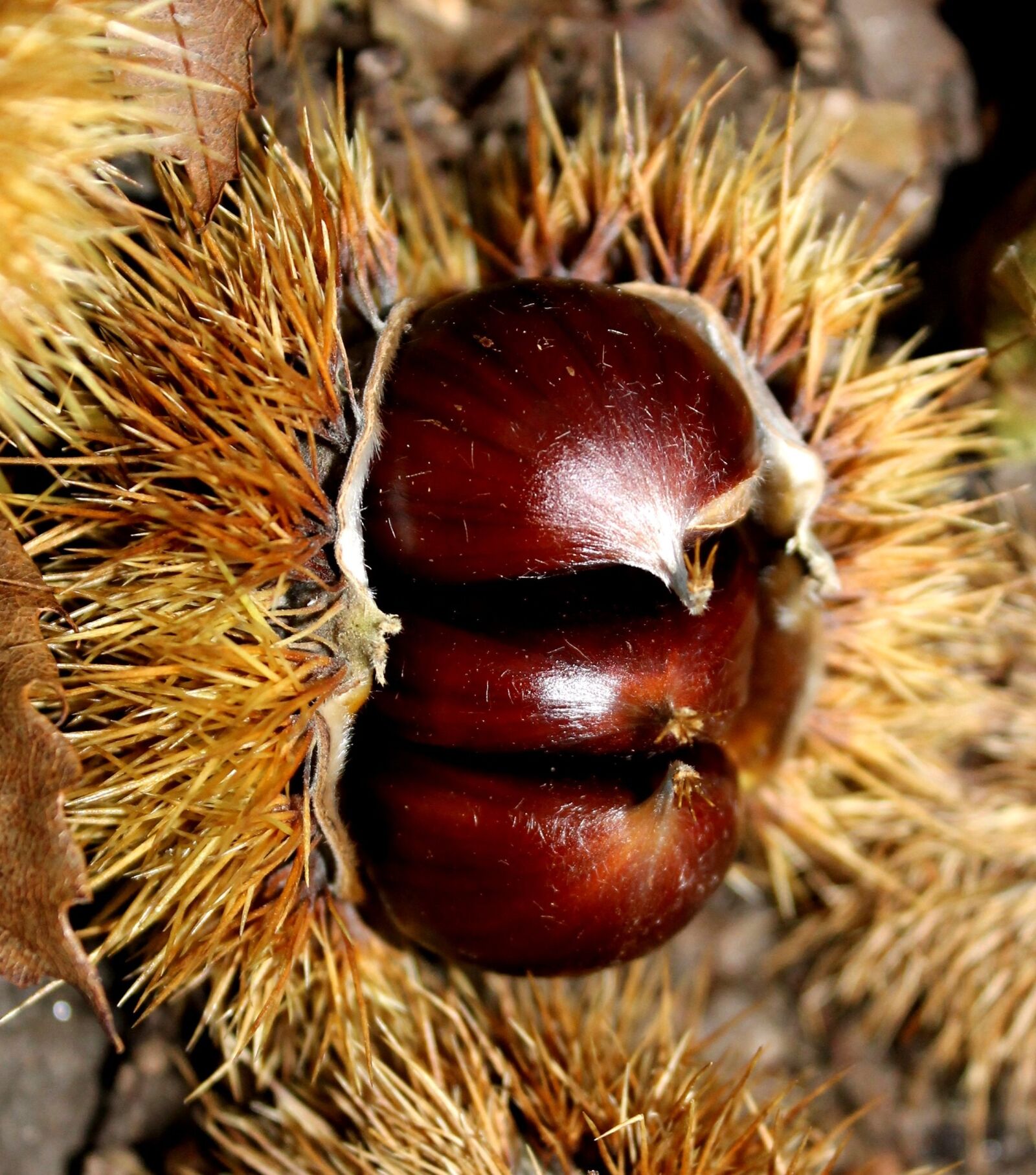 Canon EOS 1100D (EOS Rebel T3 / EOS Kiss X50) sample photo. Chestnut, spur, autumn photography