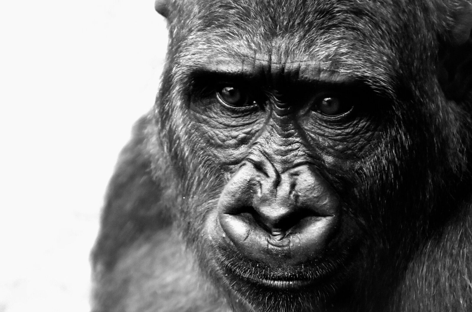 Nikon D7200 sample photo. Gorilla, monkey, animal photography