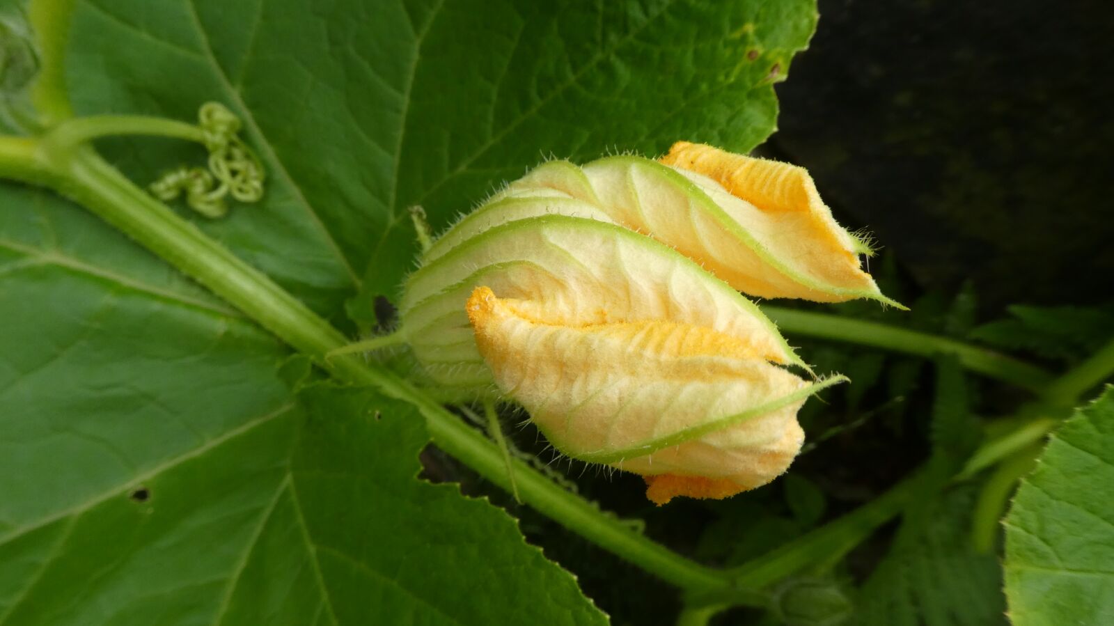 Panasonic DMC-TZ81 sample photo. Pumpkin, blossom, bloom photography