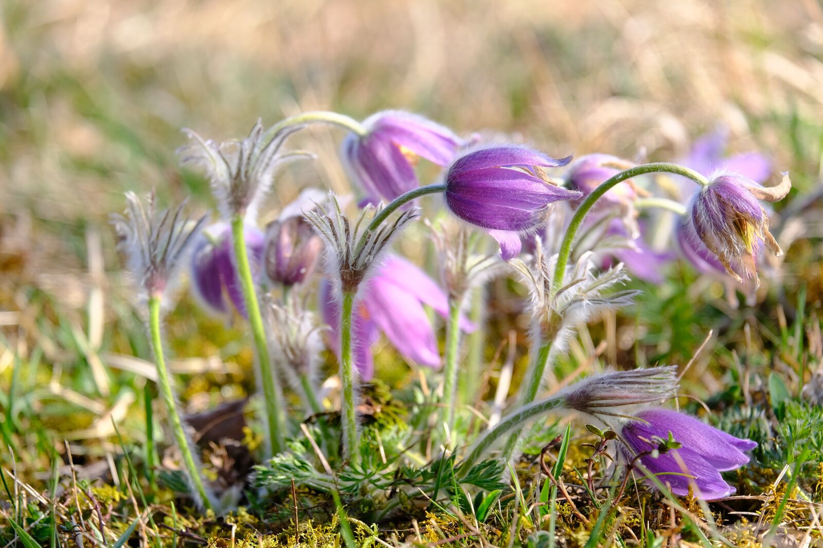 Fujifilm XF 55-200mm F3.5-4.8 R LM OIS sample photo. Pasque flower, flower, blossom photography