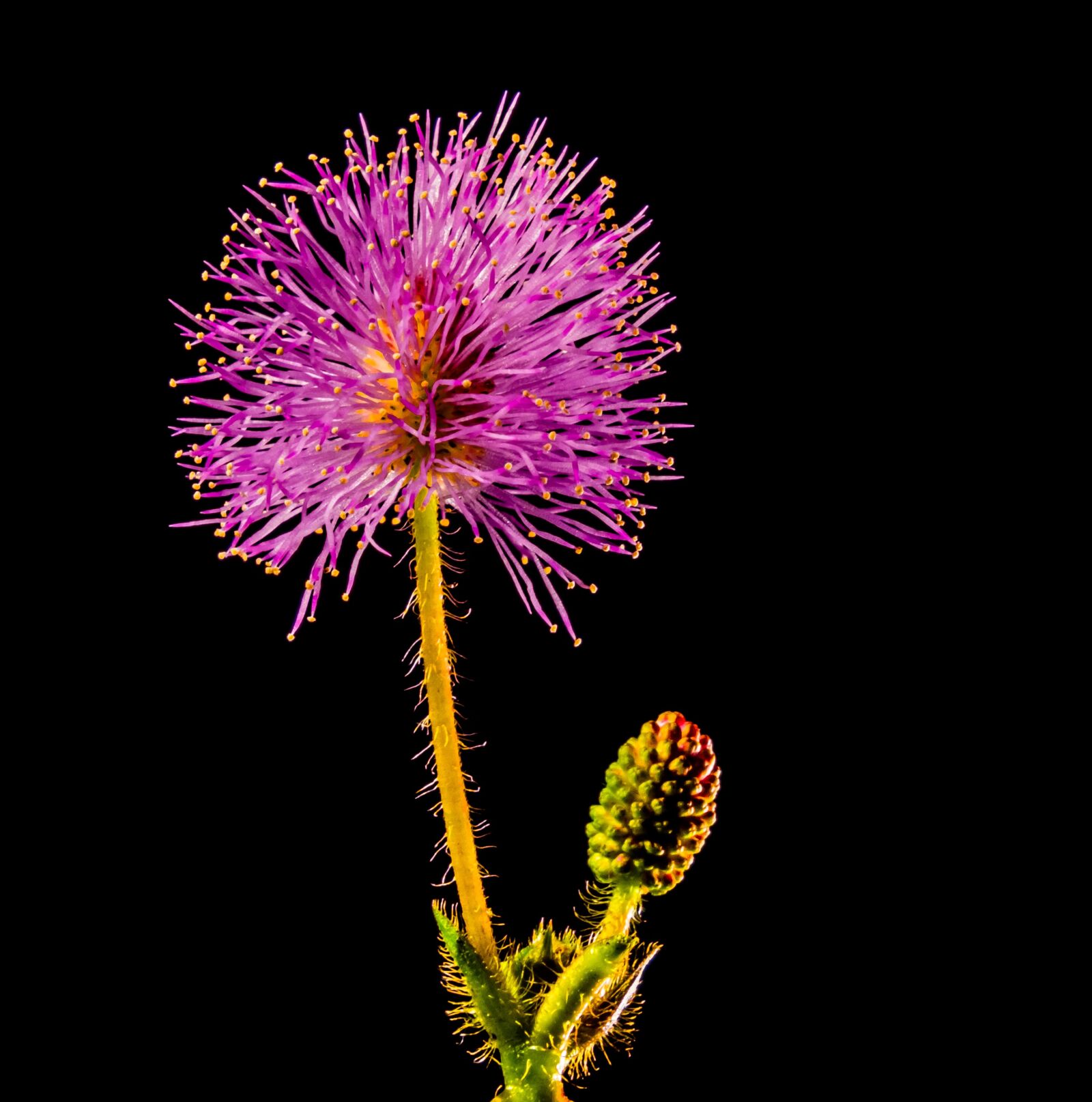 Fujifilm X-S1 sample photo. Small flower, flower, purple photography
