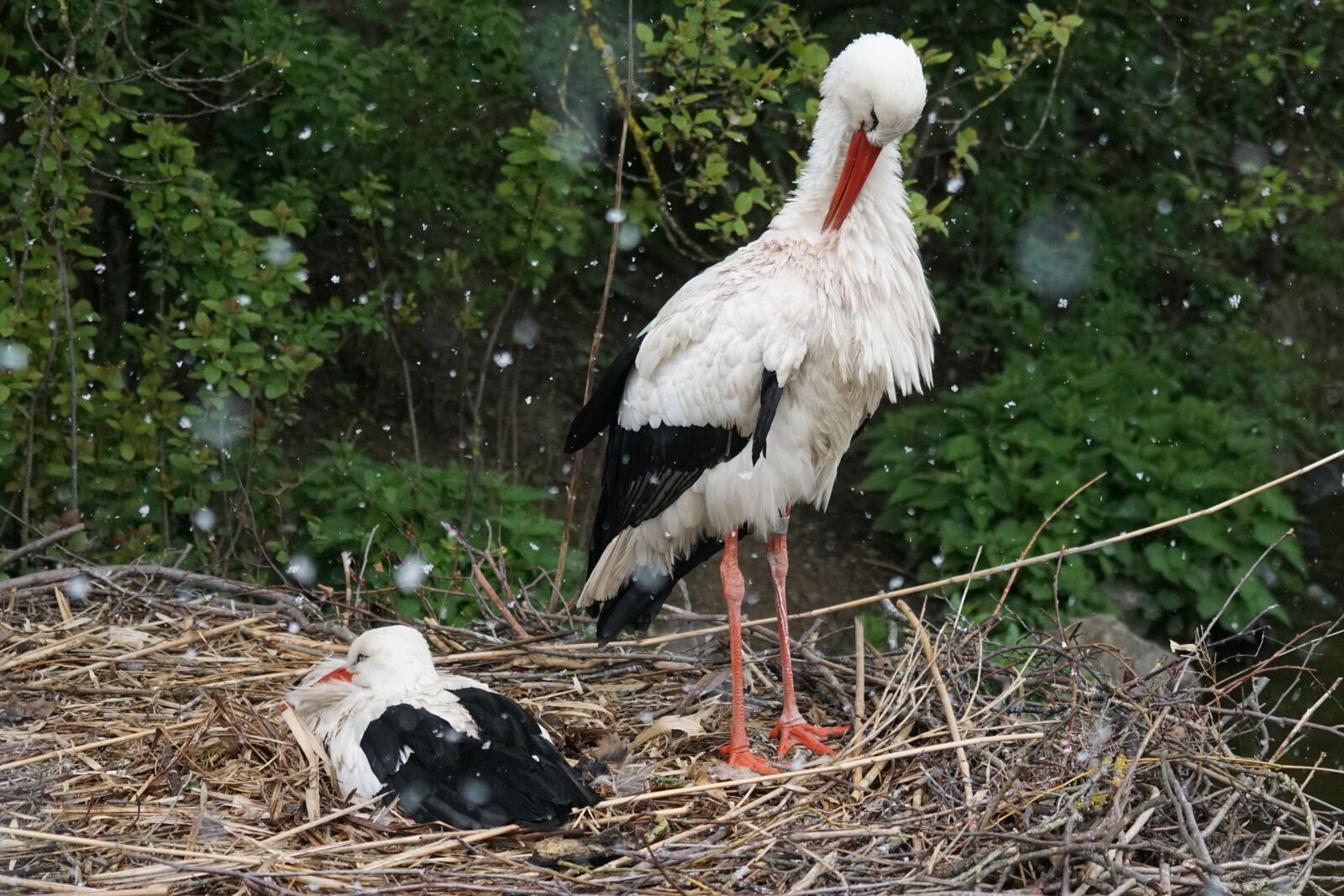 Sony ILCA-77M2 + Sony 70-400mm F4-5.6 G SSM sample photo. Stork, snowfall, breed photography