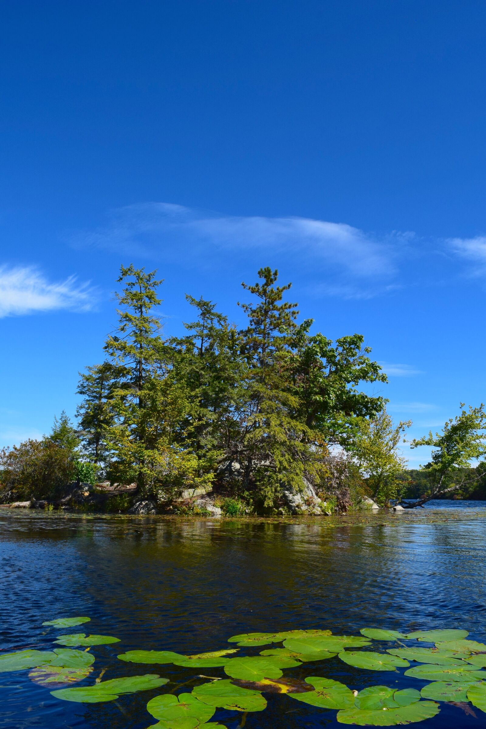 Nikon D3300 sample photo. Lake, trees, lily pads photography