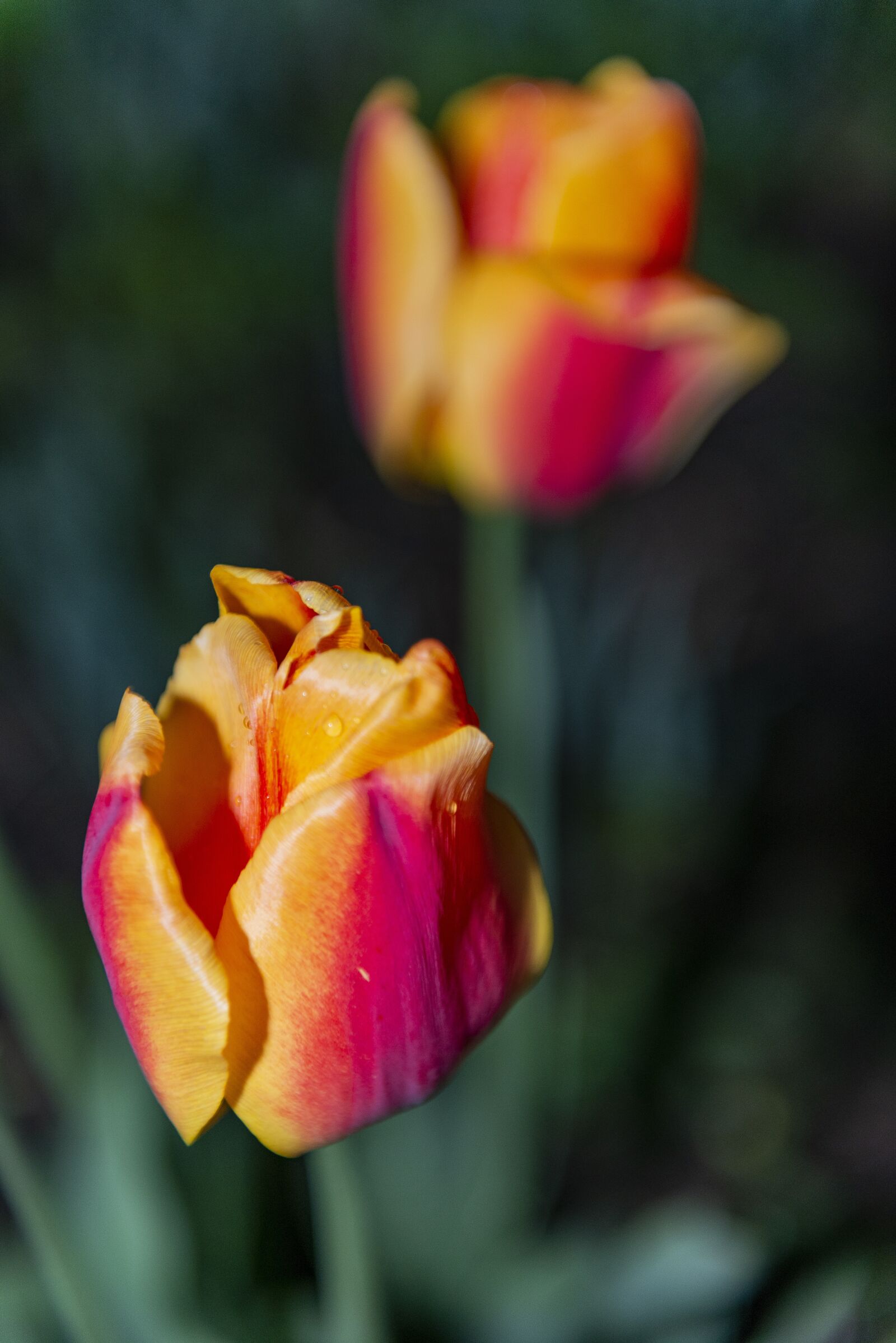 Nikon D800 sample photo. Flowers, nature, night photography