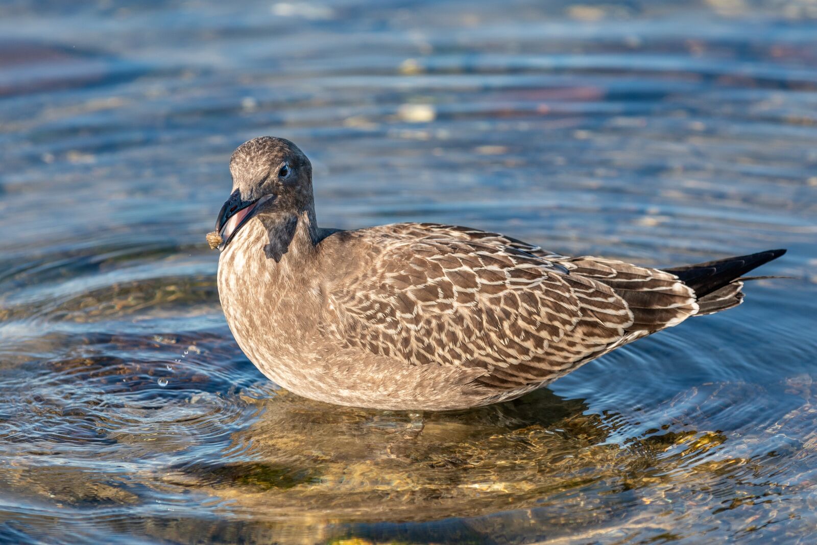 Canon EOS 5D Mark IV sample photo. Australia, tasmania, juvenile pacific photography