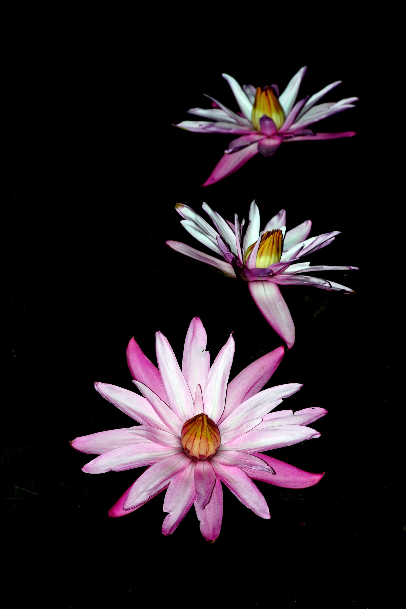 Sony a7R III + Sony DT 50mm F1.8 SAM sample photo. Night flower, flower, lotus photography