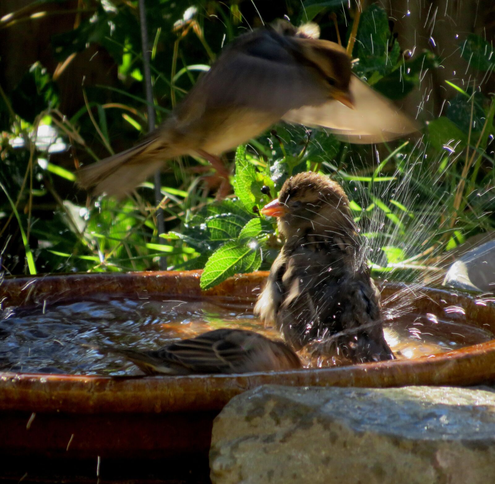 Canon PowerShot SX540 HS sample photo. Birds, summer, birdbath photography