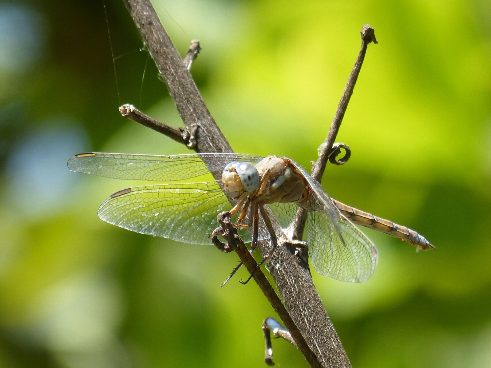 Panasonic DMC-FZ62 sample photo. Dragonfly amrilla, branch, orthetrum photography