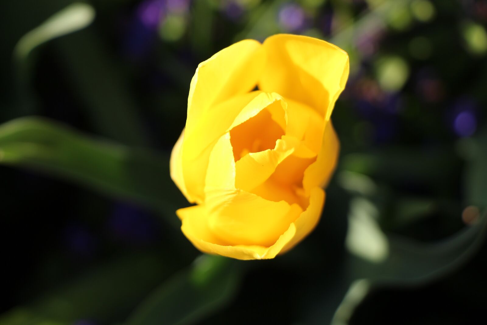 Canon EOS 650D (EOS Rebel T4i / EOS Kiss X6i) sample photo. Spring, tulip, yellow photography