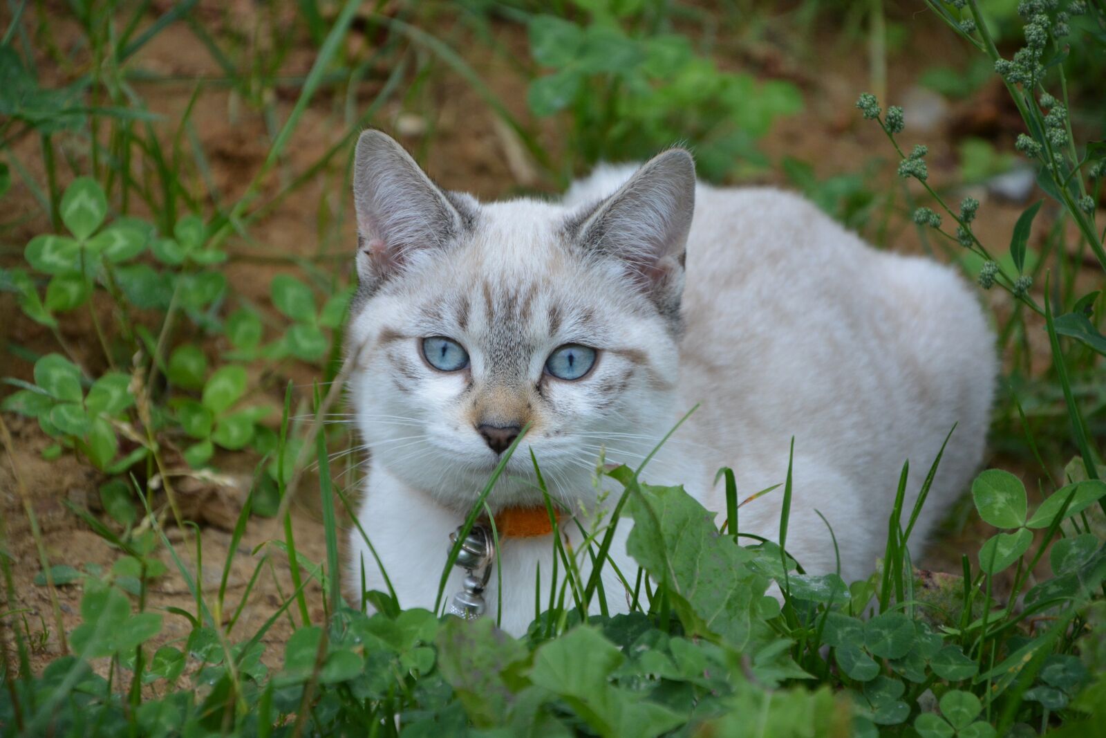 Nikon D5200 sample photo. Cat, pussy, kitten photography