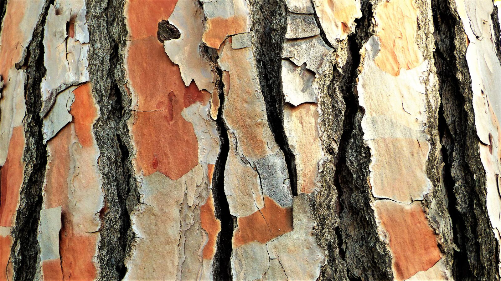 Panasonic Lumix DMC-FZ200 sample photo. Pine, trunk, model photography