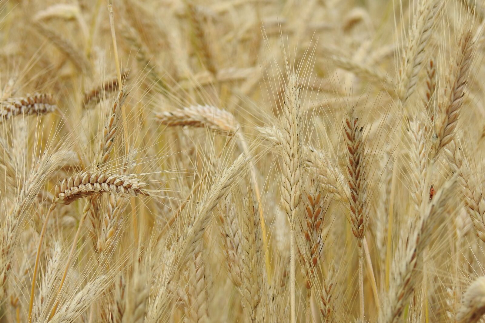 Nikon Coolpix P900 sample photo. Rye, field, agriculture photography