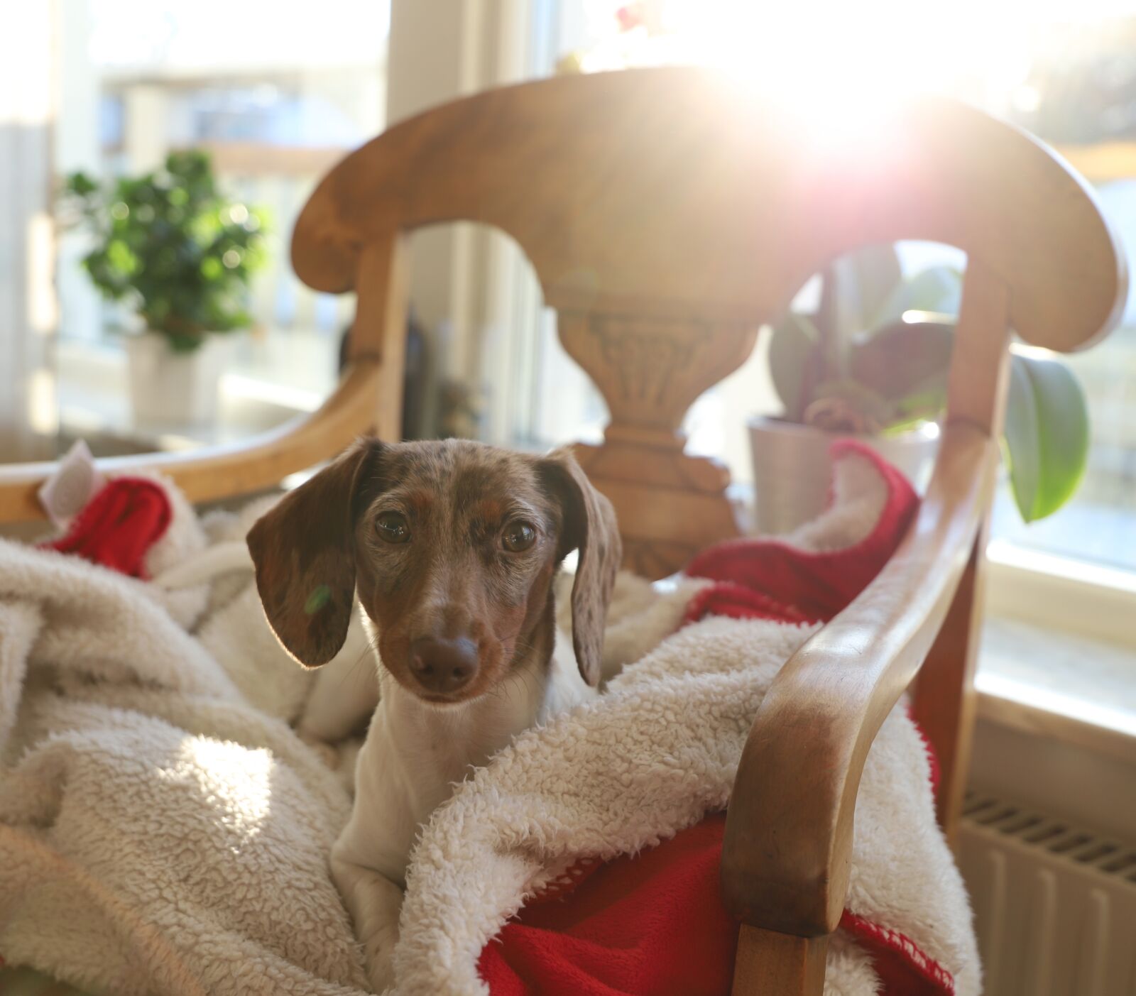 Canon EOS 6D Mark II sample photo. Dog, cute, pet photography