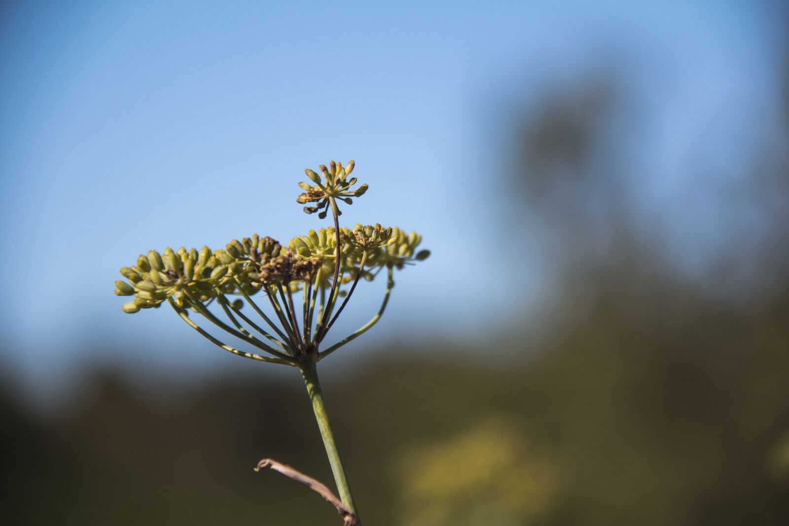 Canon EF-S 18-200mm F3.5-5.6 IS sample photo. Flower, wild, nature photography