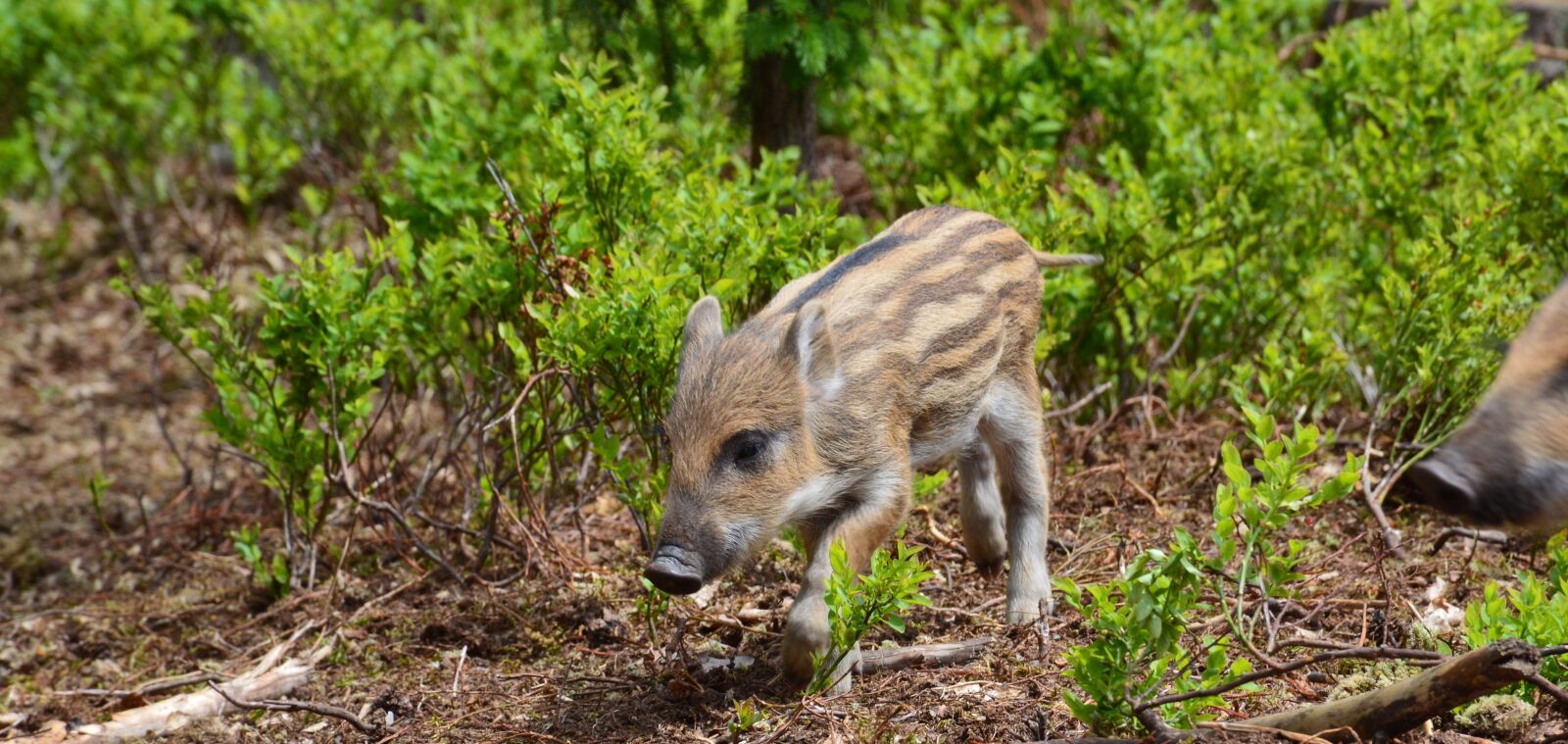 Nikon D3200 sample photo. Pig, piglet, one photography