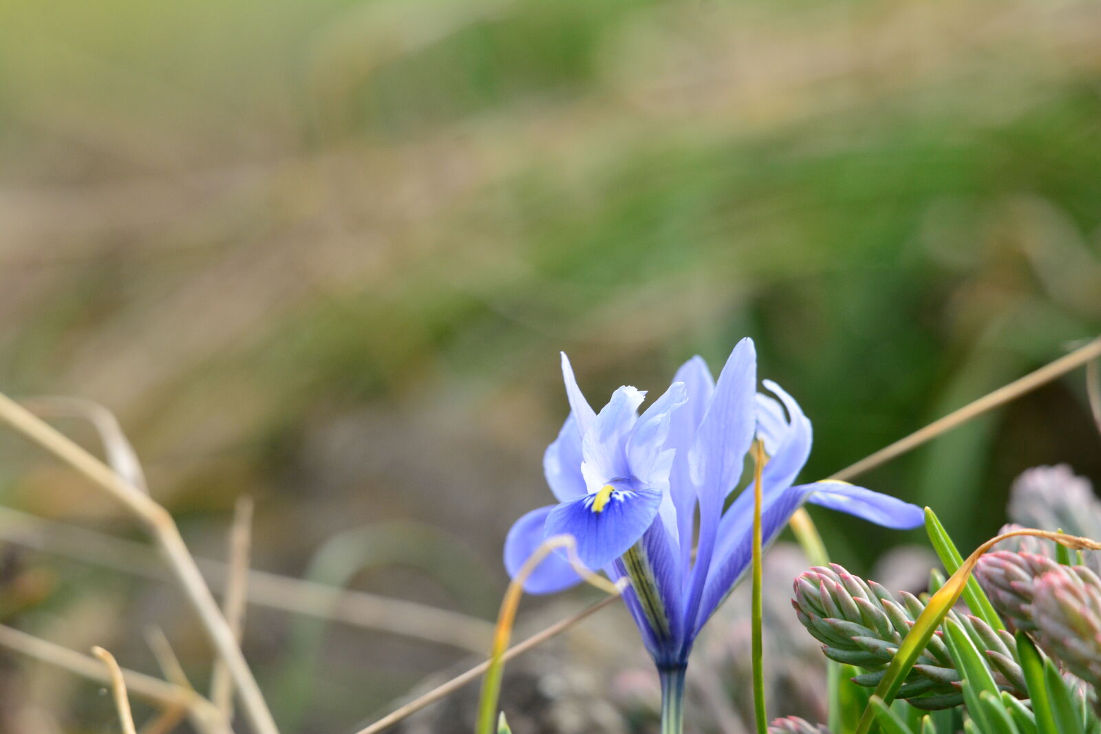Nikon D7100 sample photo