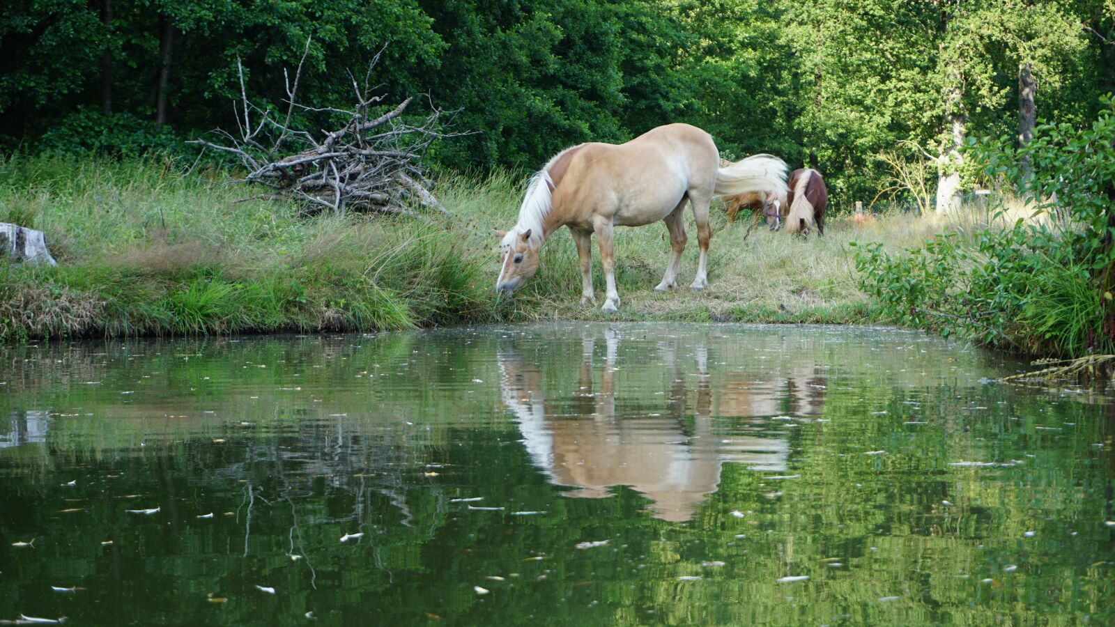 Sony a6000 sample photo. Haflinger, horse, pasture photography