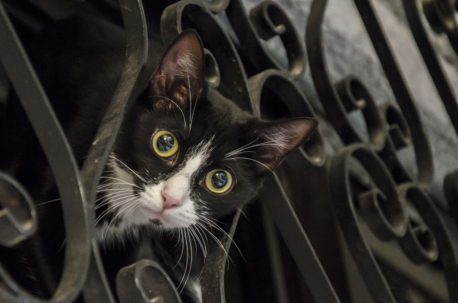 Nikon D7000 sample photo. Cat, curious, cute photography