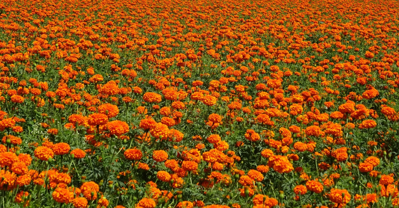 Sony DSC-HX60V sample photo. Flower, marigold, orange photography