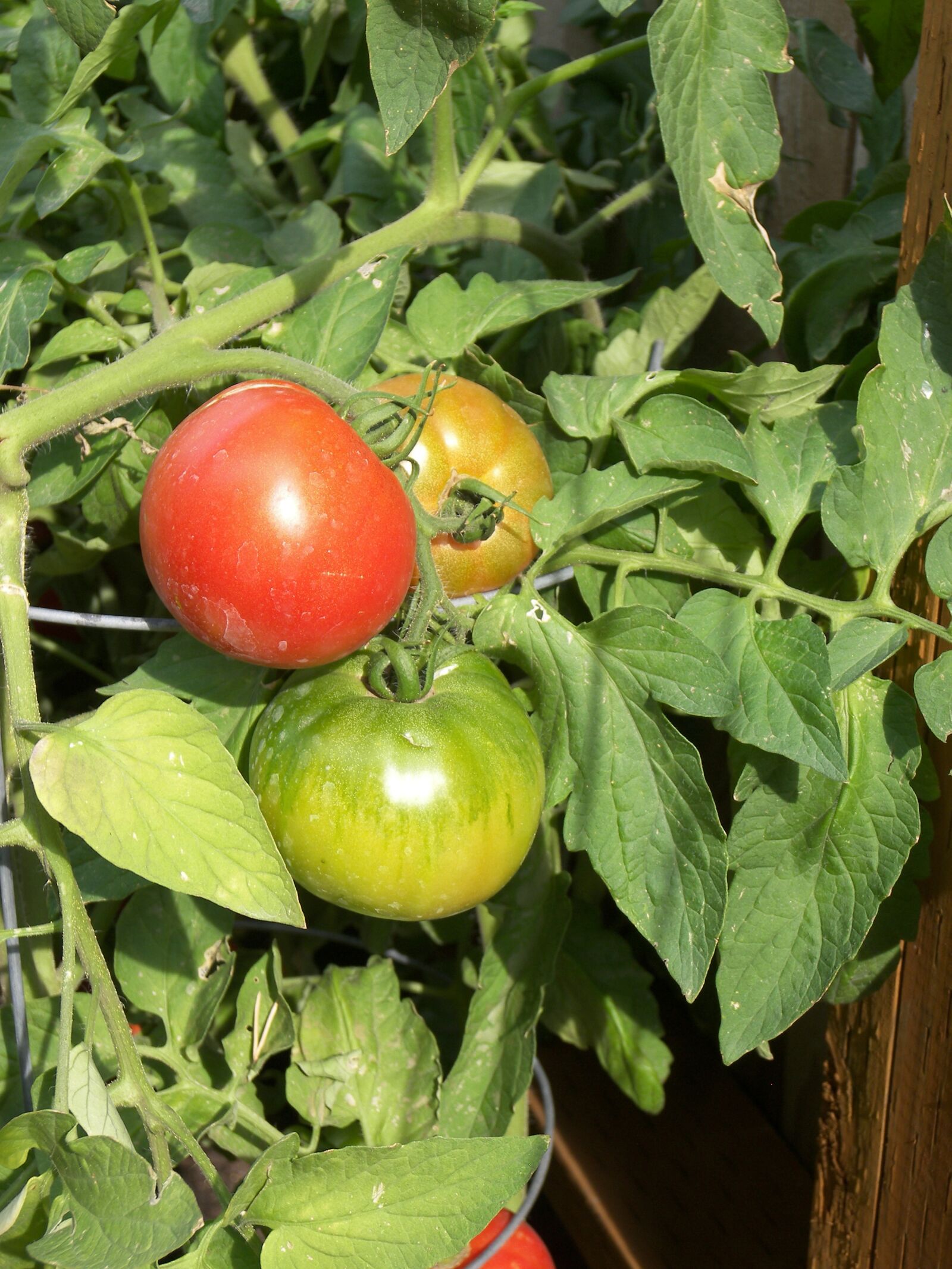 Kodak P880 ZOOM DIGITAL CAMERA sample photo. Tomato, garden, food photography