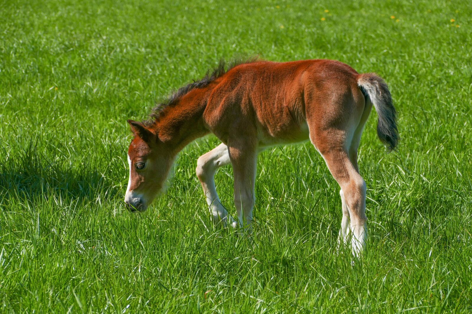 Panasonic Lumix DMC-FZ1000 sample photo. Colt, pony, brown photography
