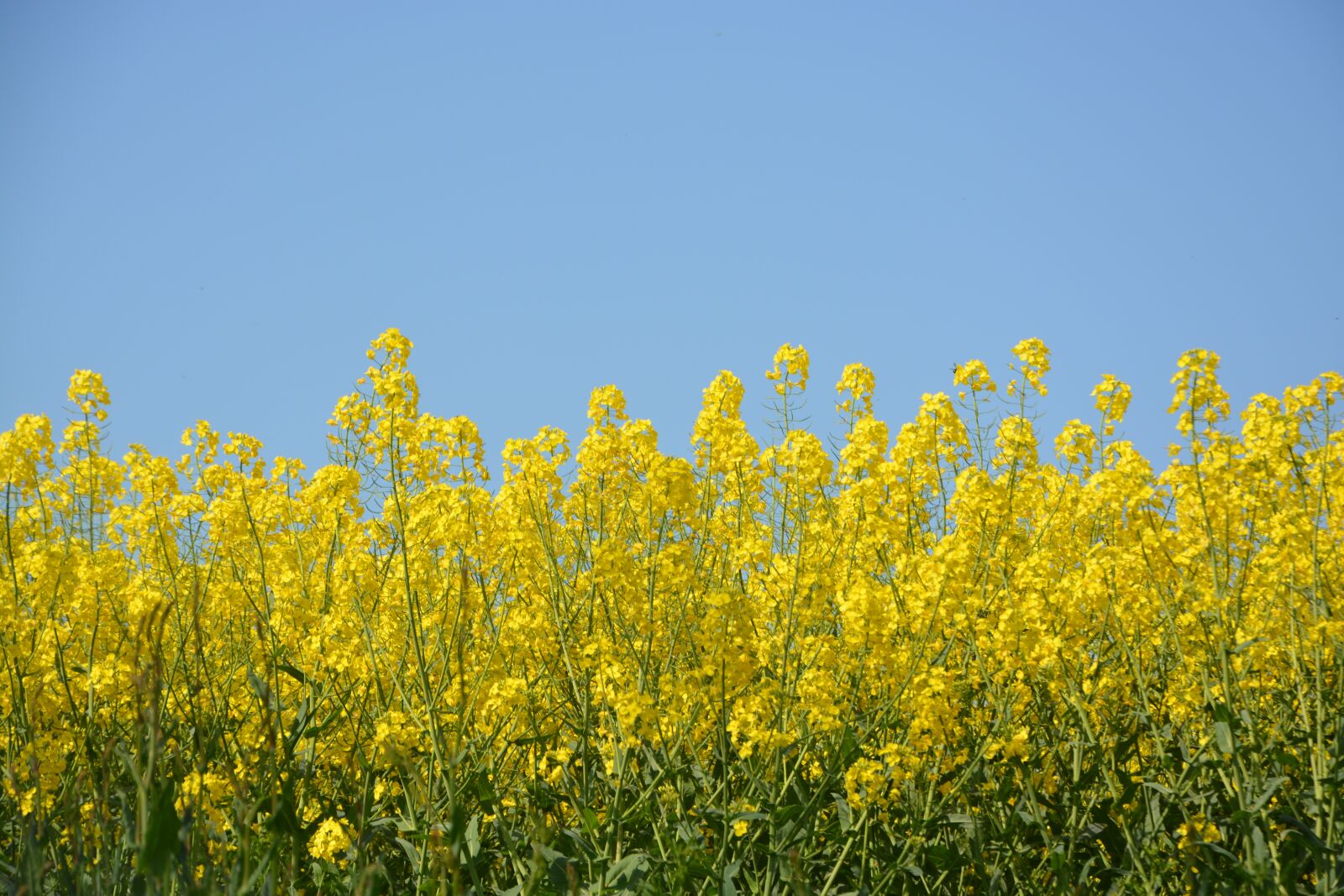 Nikon D5200 sample photo. Rapeseed, harvest, culture rape photography