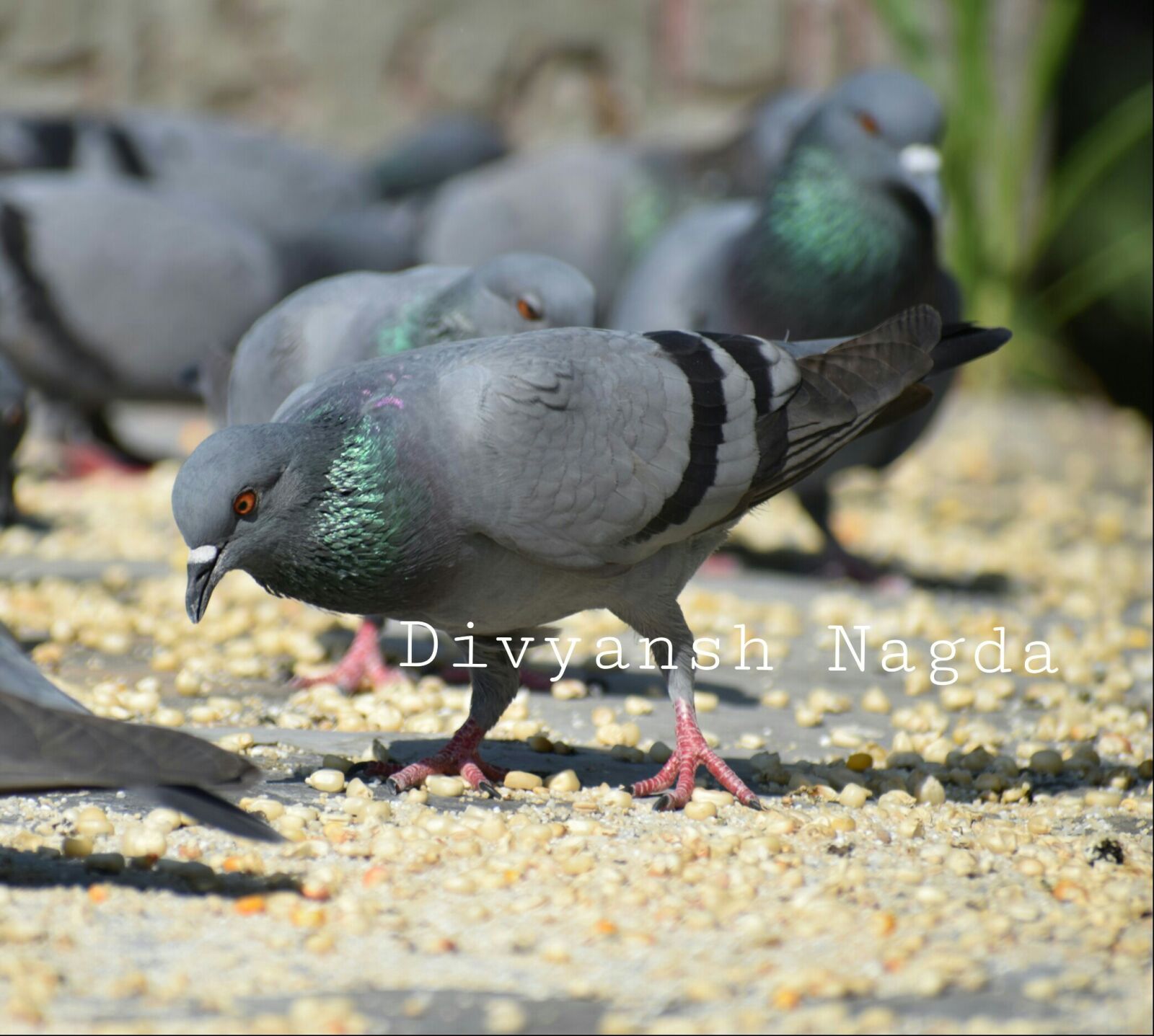 Nikon D3300 sample photo. Bird, peigon, birds, animal photography