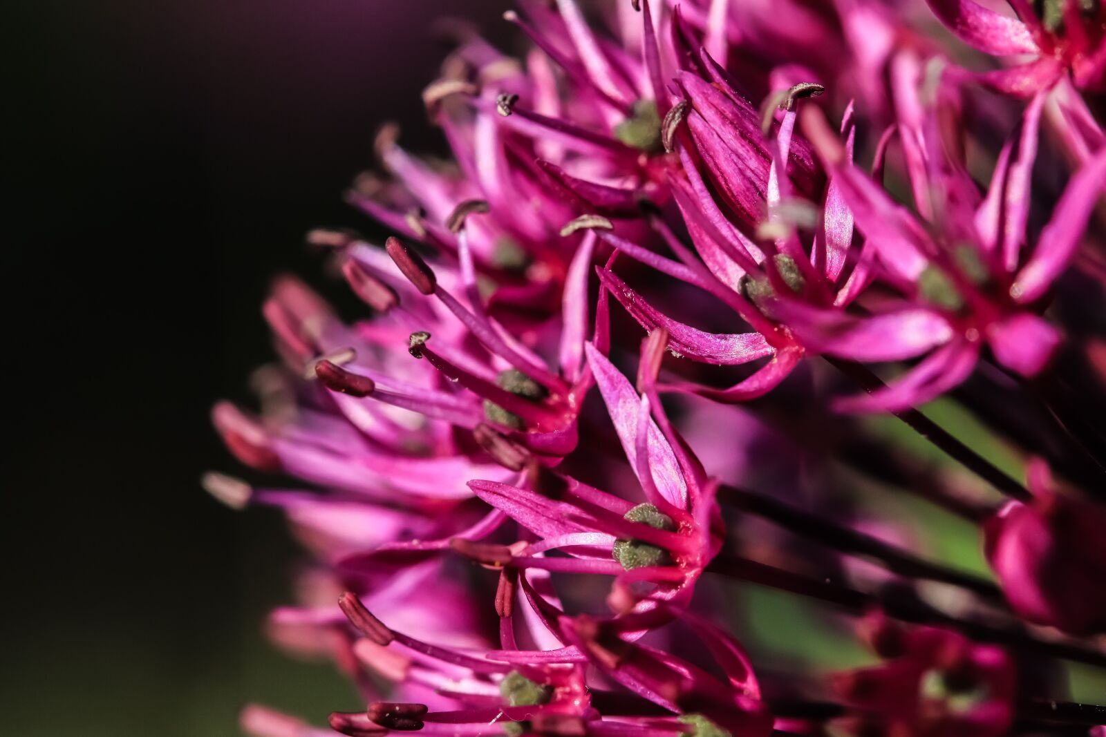 Canon EOS 200D (EOS Rebel SL2 / EOS Kiss X9) sample photo. Allium giganteum, blossom, bloom photography