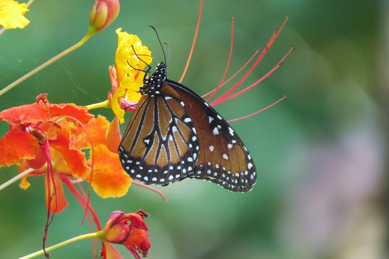 Canon PowerShot SX50 HS sample photo. Insect, butterfly, orange flower photography