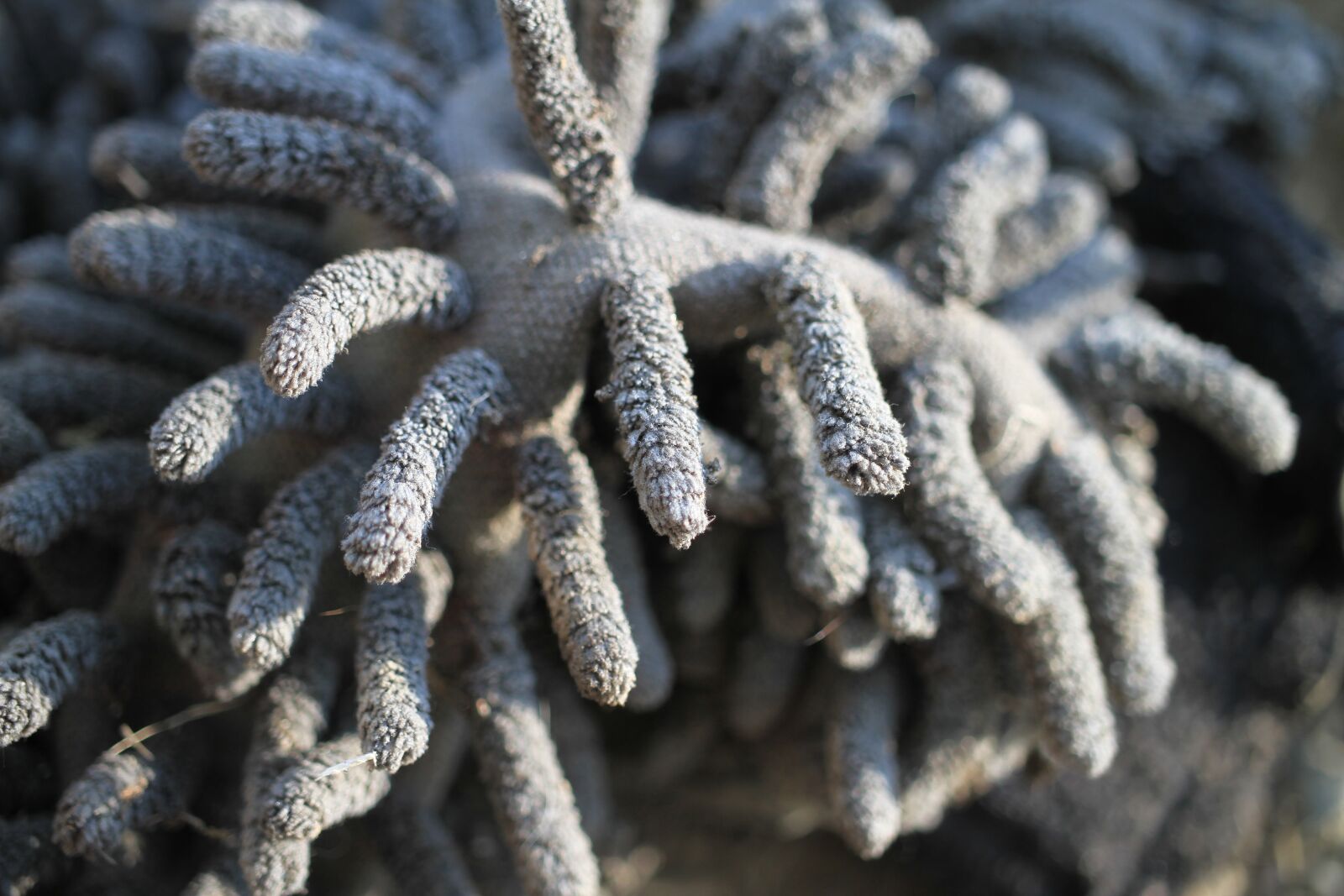 Canon EF-S 35mm F2.8 Macro IS STM sample photo. Mop, micro fiber, mikrofasermopp photography