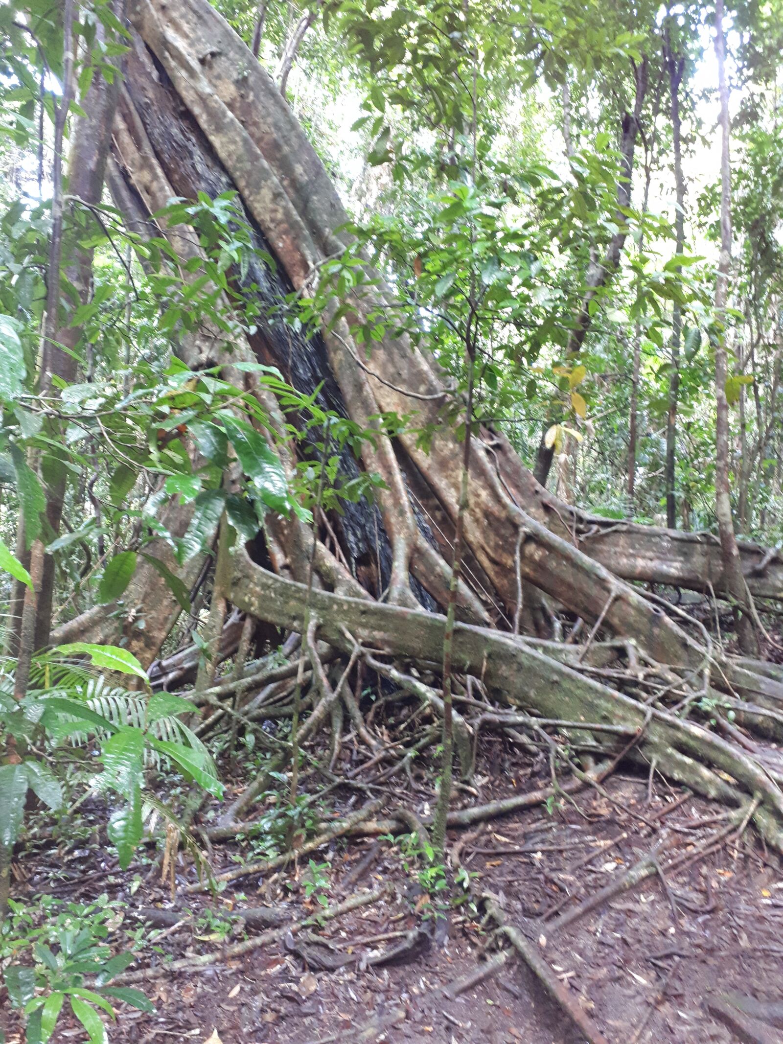 Samsung Galaxy A5(2017) sample photo. Rain forest, forest, trees photography