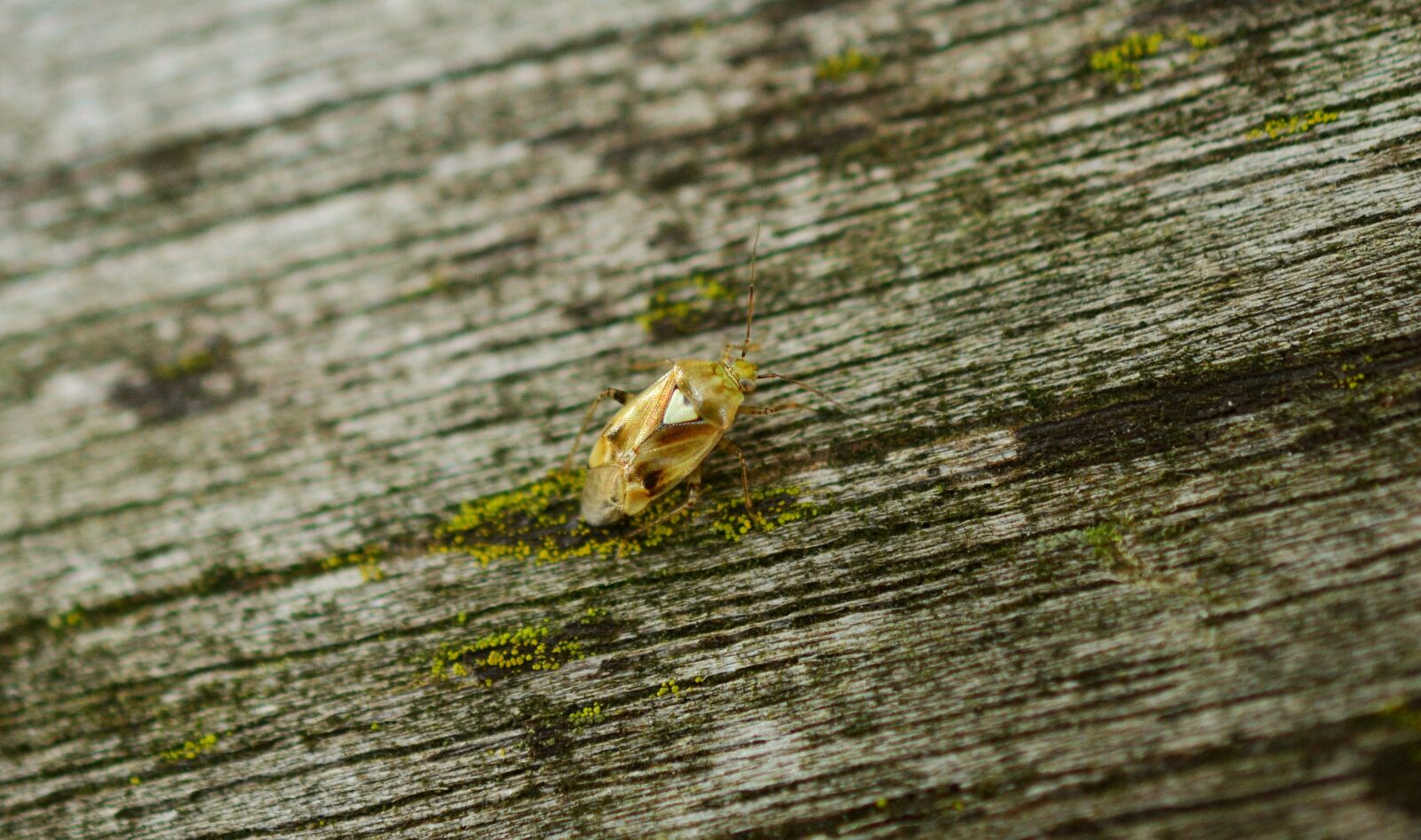 Nikon D5200 sample photo. Common meadow bug, bug photography