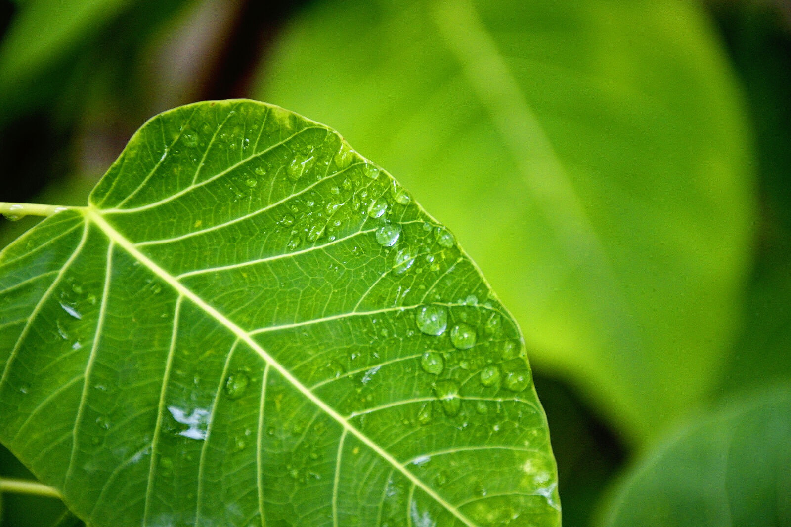 Nikon D5300 sample photo. Nature, garden, trees, rainy photography
