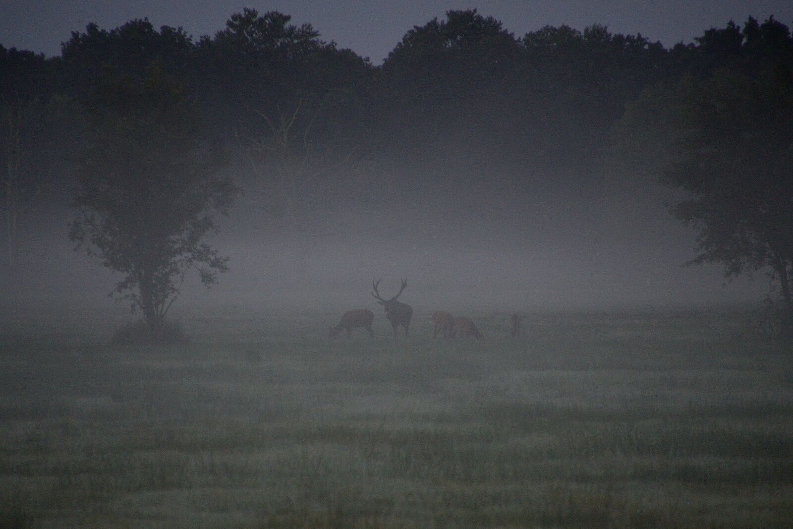 Nikon D7000 sample photo. Deer rutting, red deer photography