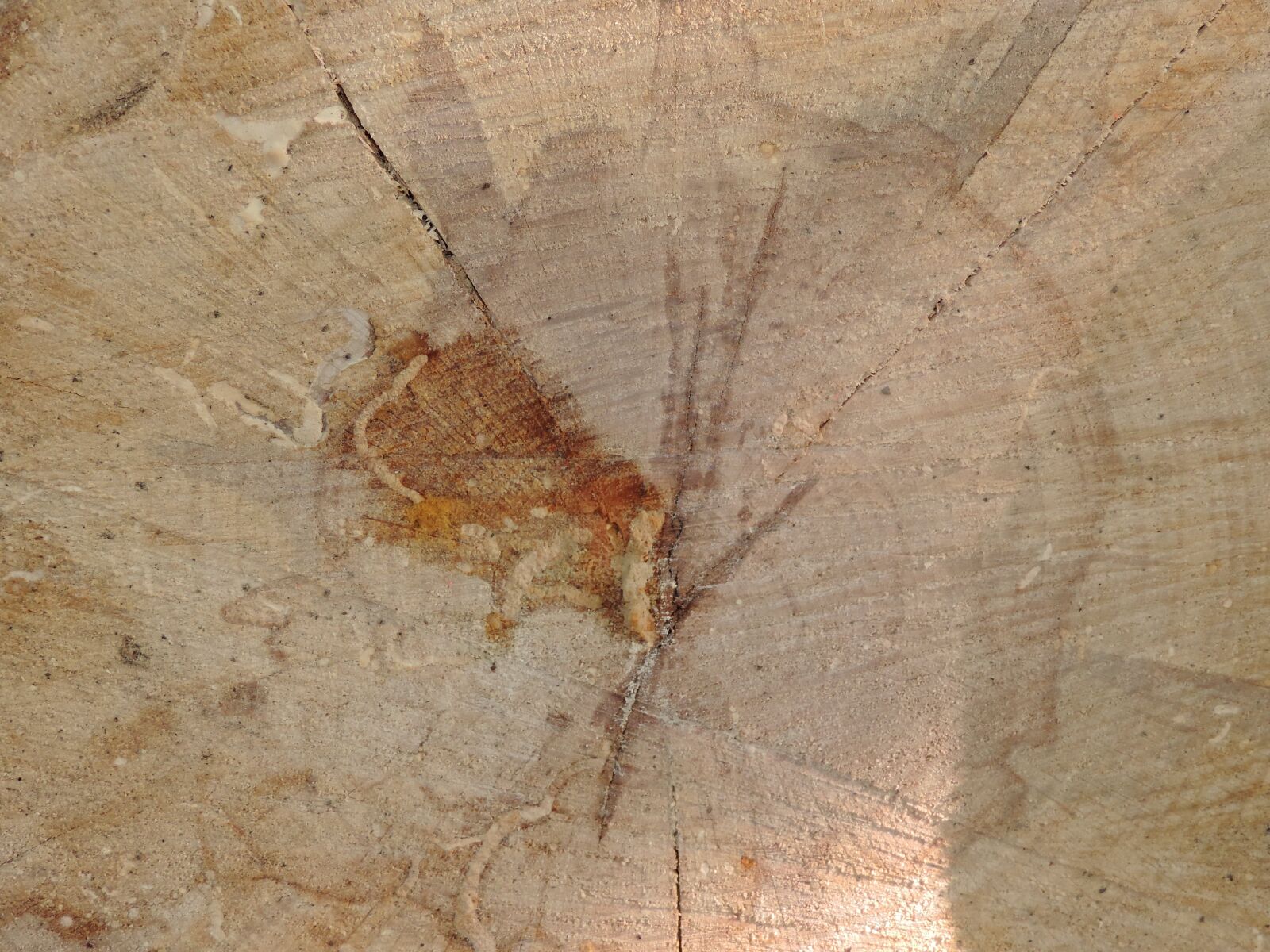 Nikon Coolpix P520 sample photo. Firewood, stain, rough, texture photography