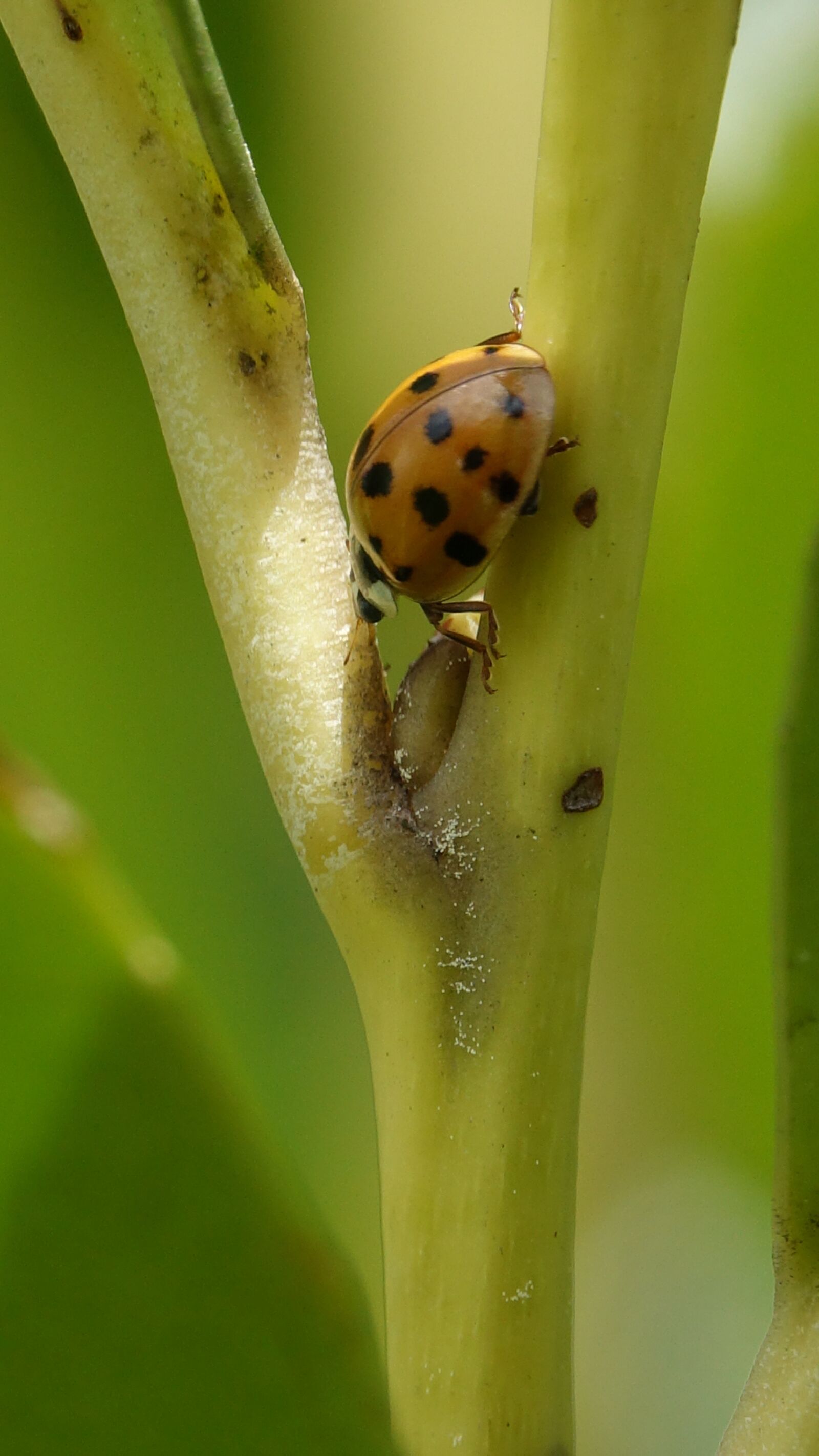 Sony Cyber-shot DSC-RX10 III sample photo. Insect, nature, ladybug photography