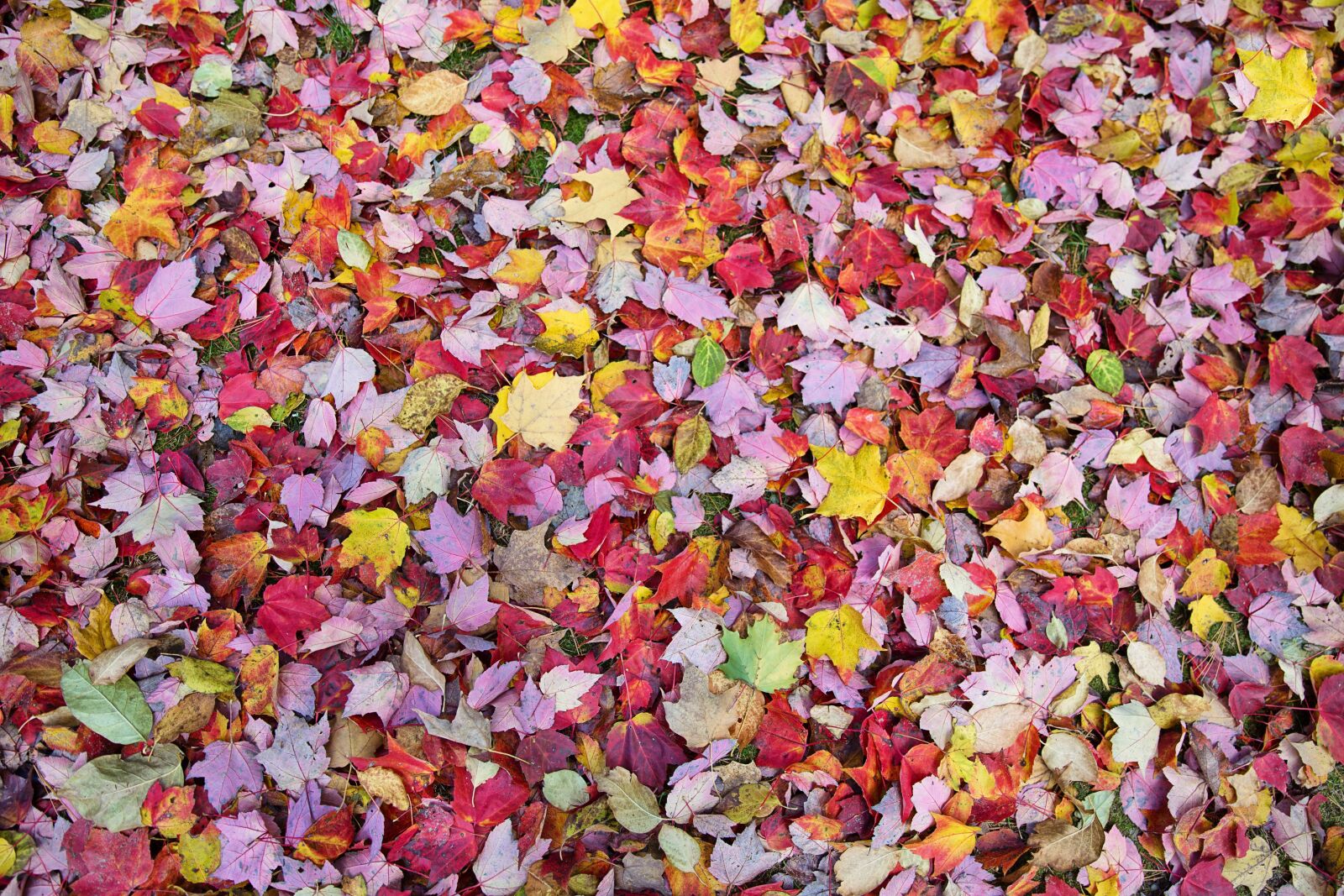 Canon EF 24-70mm F2.8L II USM sample photo. Fall leaves, autumn, background photography