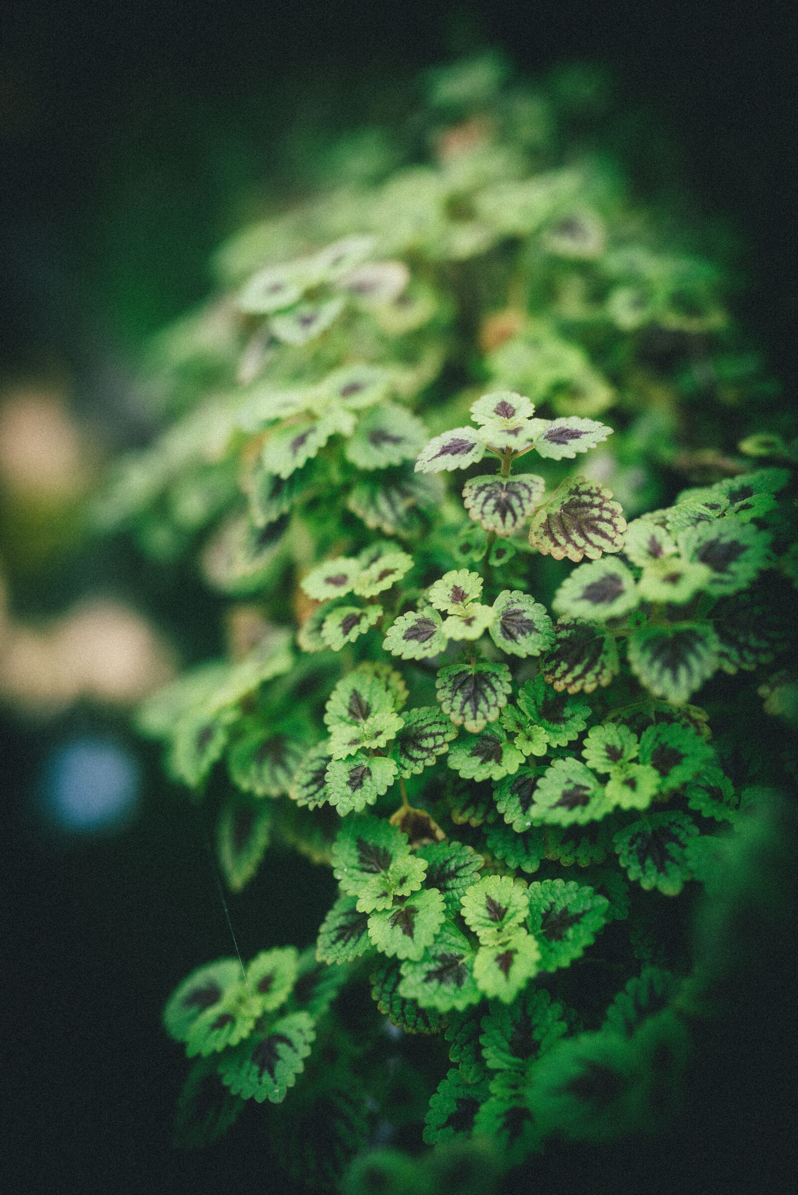 Nikon D750 sample photo. Leaves, foliage, plants photography