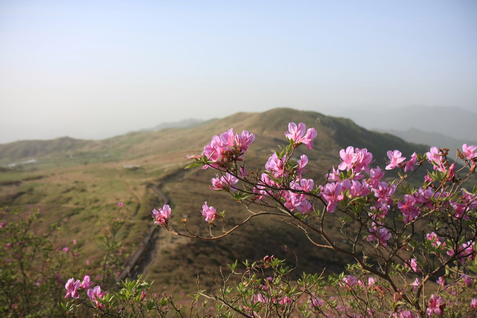 Canon EOS 40D sample photo. Hong emeishan, azalea, korea photography