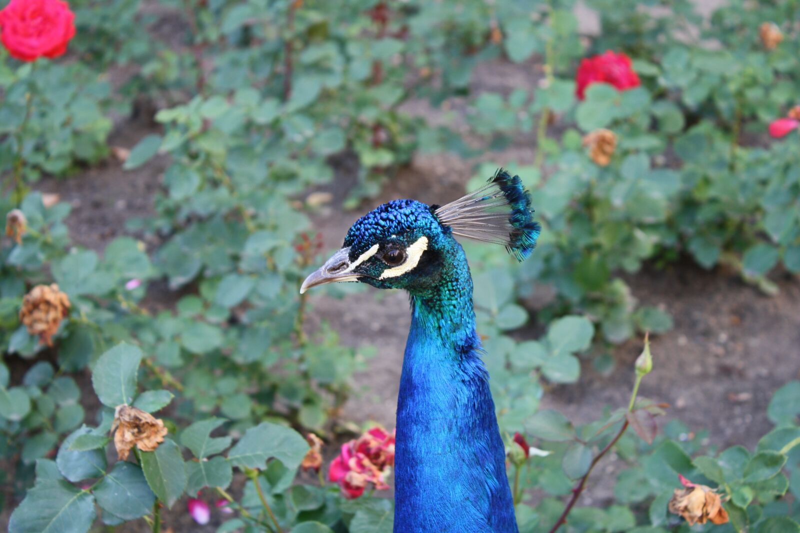 Canon EOS 1000D (EOS Digital Rebel XS / EOS Kiss F) sample photo. Bird, rose, peacock photography