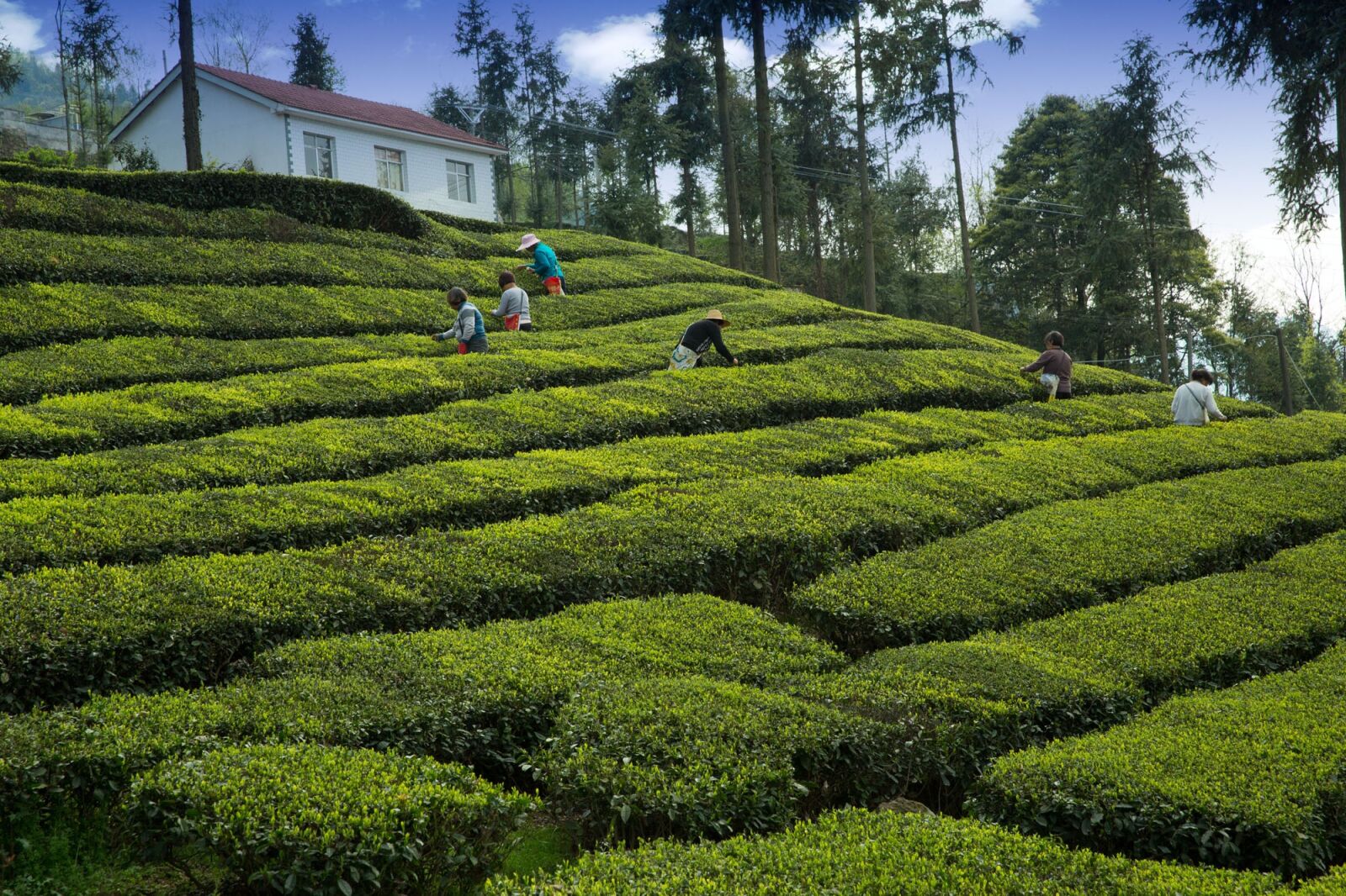 Canon EF 24-70mm F2.8L II USM sample photo. Tea garden, tea grower photography